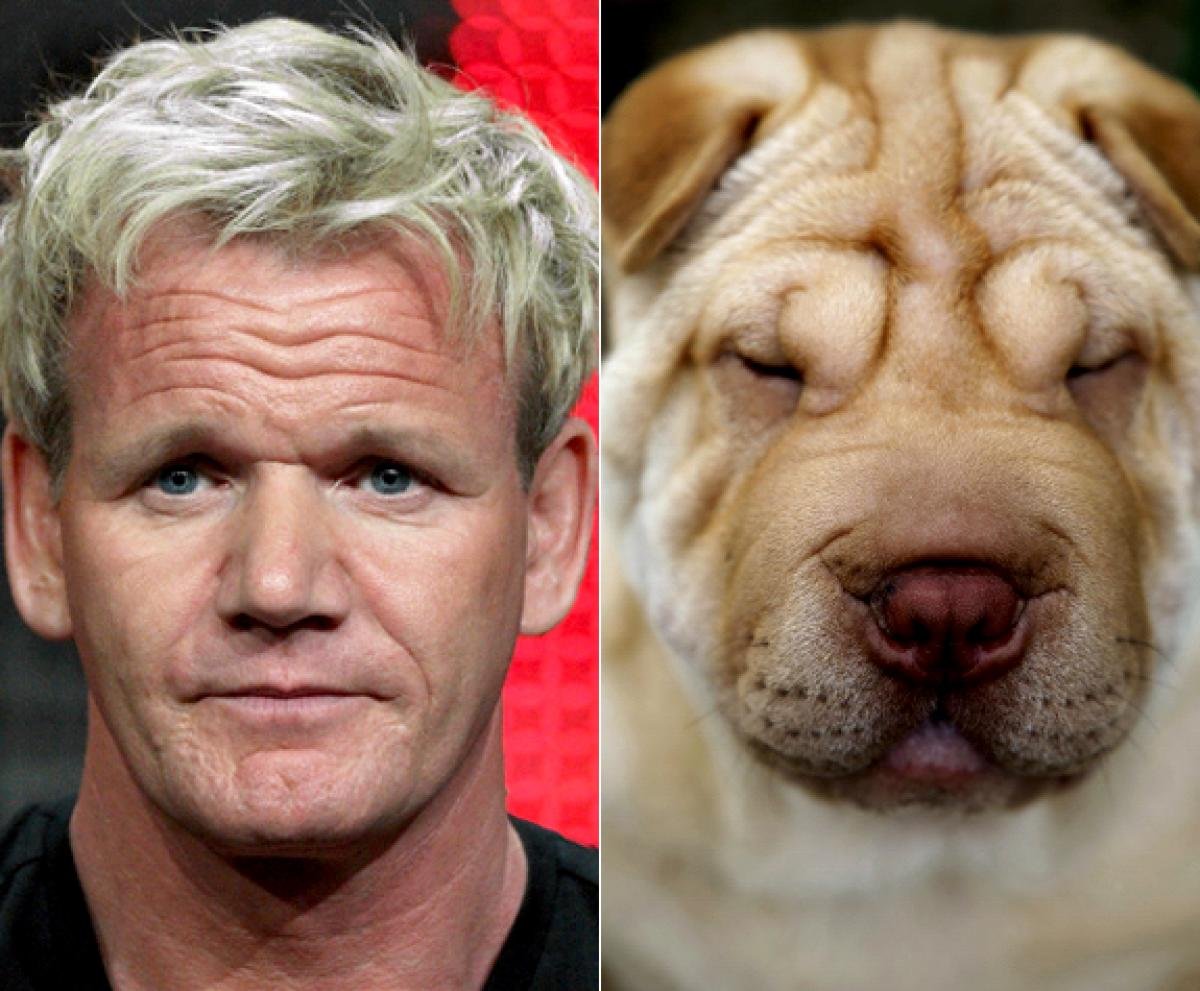 Собаки похожие на знаменитостей